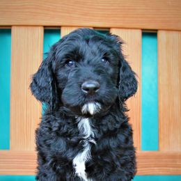Goldendoodle Puppies from Warren Doodles