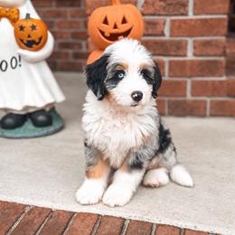 Colorado - Blue merle male Bernedoodle puppy in Fleming Island, Florida from Island Doodles