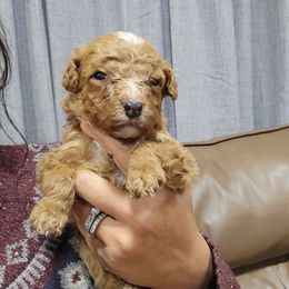 Noel - Apricot female Goldendoodle puppy in Milwaukwe, Wisconsin from Wisconsin Doodles