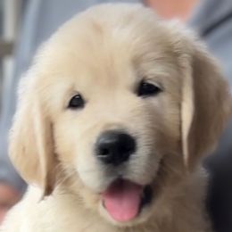Golden Retriever Puppies from INGOLD Retrievers