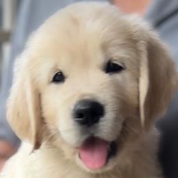 Golden Retriever Puppies from INGOLD Retrievers