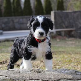 Aussiedoodle Puppies from Old Mills Aussiedoodles