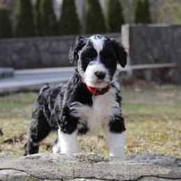 Aussiedoodle Puppies from Old Mills Aussiedoodles