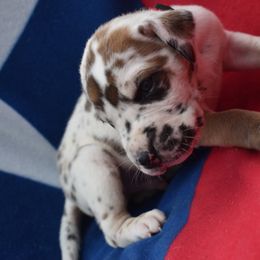 Red Collar Fawnequin Male - Great Dane puppy from Texas Blue Danes