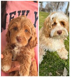 Australian Labradoodle and Labradoodle Puppies from Shelly Lynn