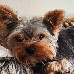Olivia - Yorkshire Terrier