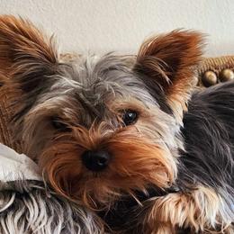 Olivia - Yorkshire Terrier