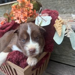 Gizmo - Red and white male Siberian Husky puppy in Ravena, New York from Osiris’s Siberians & Pomskies