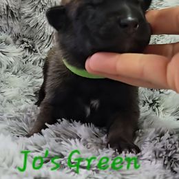 Jo's Green - Mahogany male Belgian Malinois puppy in Berry, Alabama from North River k9