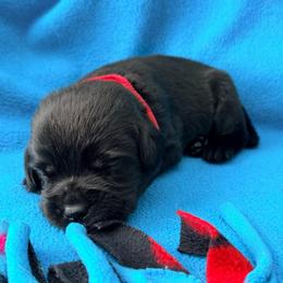 Red Collar - Black female Labrador Retriever puppy in Port Saint Lucie, Florida from Fleeher Labradors