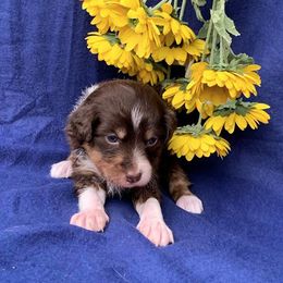 Aussiedoodle Puppies from DuWoof
