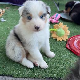 Skipper - Blue merle male Australian Shepherd puppy in Kearney, Nebraska from Helix Aussies