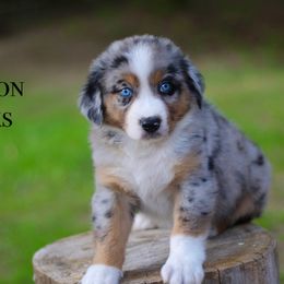 Bourbon - Australian Shepherd puppy in Coldwater, Michigan from Northern Star Australian Shepherds