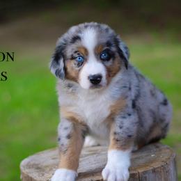 Bourbon - Australian Shepherd puppy in Coldwater, Michigan from Northern Star Australian Shepherds