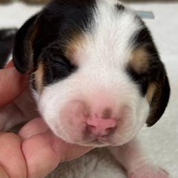 Loki - Black tan and white male Beagle puppy in Rogersville, Missouri from Hales Little Beagle Haven