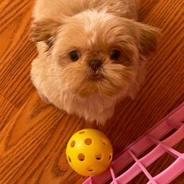 Shih Tzu Puppies from Marlene Kenney's Shih Tzus