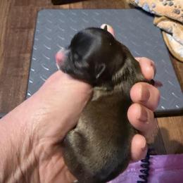 Kevin - Chocolate sabled fawn male Chihuahua puppy in Seneca, Missouri from Stephanie’s Puppy Colony