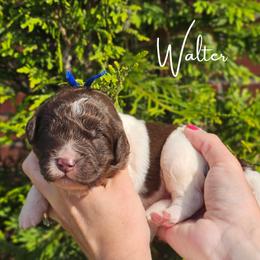 Boy 1 - male Newfypoo puppy in Hardin, Kentucky from Bluegrass Newfypoos