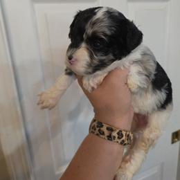 Wilma - Blue merle female Aussiedoodle puppy in Galena, Illinois from Perry's doodles
