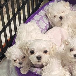Maltese from Alexis Maltese