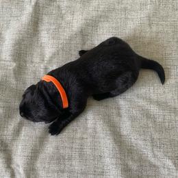 Ms. Orange - Black female Labrador Retriever puppy in New Hanover, New Jersey from Misty Labs