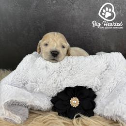 Storm - White female Companion Cross puppy in Utah County, Utah from Big Hearted Breeders