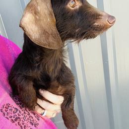 Remmy - Dachshund