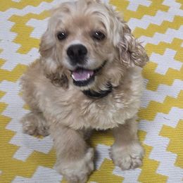 Izzy - Cocker Spaniel