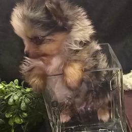 Merle small - Blue merle male Pomeranian puppy in Bloomingdale, New Jersey from Bella Luna Pomeranians