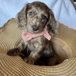Starla - female Dachshund puppy in Bentonville, Arkansas from T & D Dachshunds by design