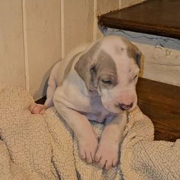 Ezra - White male Great Dane puppy in Towaco, New Jersey from MommaDukes Danes
