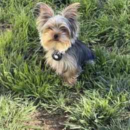 Eva - Yorkshire Terrier