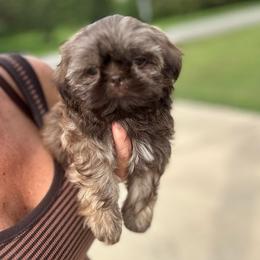 Ollie - Liver male Shih Tzu puppy in Tennessee from Cutshall Babies