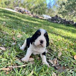 English Springer Spaniel Puppies from Redemption Fields