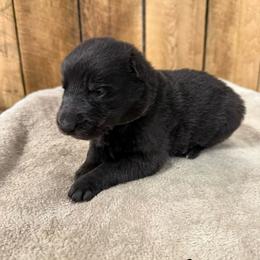 Green HC - Black male German Shepherd puppy in Terra Alta, West Virginia from Shepherd Country Farm and Kennels