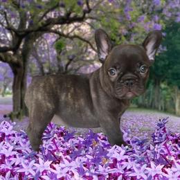 Girl 1 - Blue female French Bulldog puppy in Gloster, Mississippi from Donna's French Bulldogs