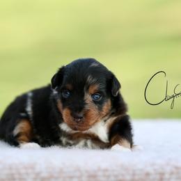 Moon - Blue merle male Toy Australian Shepherd puppy in Prague, Oklahoma from Clay Creek Aussies