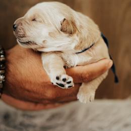 Boy 2 - male Golden Retriever puppy in Stockton, California from Golden Weenie Club