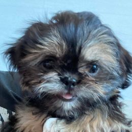 Tyr - Shih Tzu