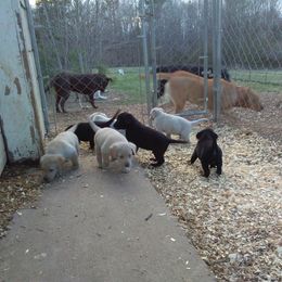 Labrador Retriever Puppies from Milliken Creek Labs