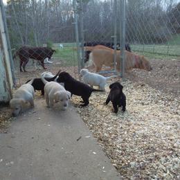 Labrador Retriever Puppies from Milliken Creek Labs