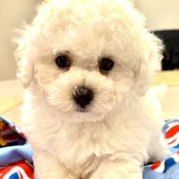 Puppy - White male Bichon Frise puppy in Greenville, South Carolina from Almaza Bichons