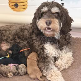Rue - Cavapoo