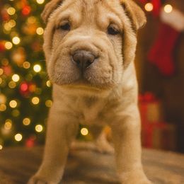 Nala - green collar - Red fawn female Chinese Shar-Pei puppy in Rome, Pennsylvania from Maynard Hills Chinese Sharpeis