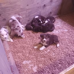 Australian Shepherd Puppies from Van Huitt Australian Shepherds