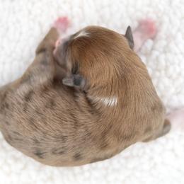Chestnut - Blue collar - Chocolate merle male Bernedoodle puppy in Highland, Utah from Angel Pups Deluxe