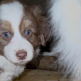 Rune - Red tri male Miniature Australian Shepherd puppy in Shingletown, California from Whiskeytown Aussies