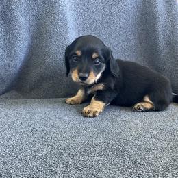 Girl 345640 - Black and tan female Dachshund puppy in Spring Hope, North Carolina from Hogan’s Lowrider Hounds