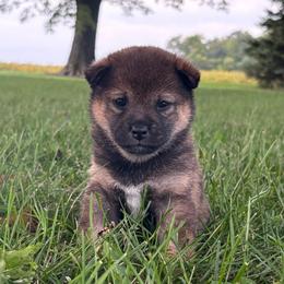 Rayne - Sesame female Shiba Inu puppy in Covington, Ohio from Rustic Country Shibas