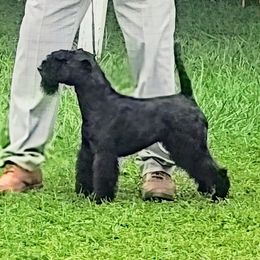 Panny cake - Lakeland Terrier